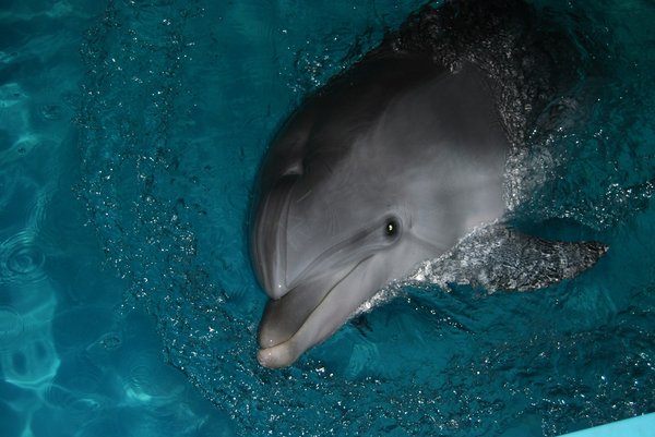 Où trouver les meilleures expériences de plongée avec les dauphins en Floride?